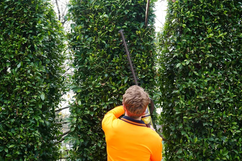 Close view of a hedge being trimmed